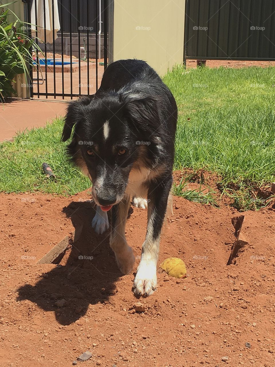 Border collie dog and his dirt hole