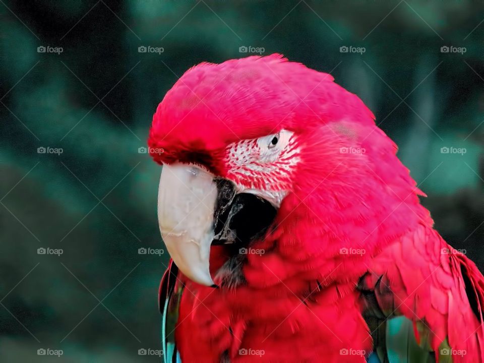 Red Parrot