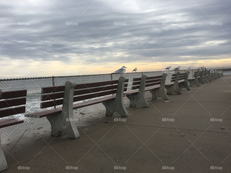 Wells beach Maine midday winter January day seagull gathering on benches 