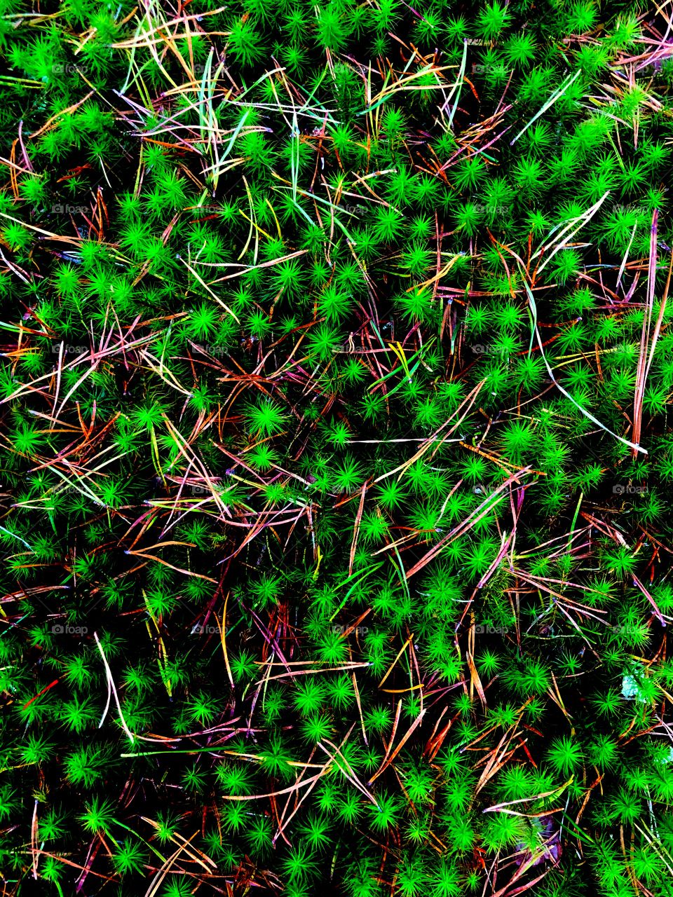 Vivid moss in pine forest 