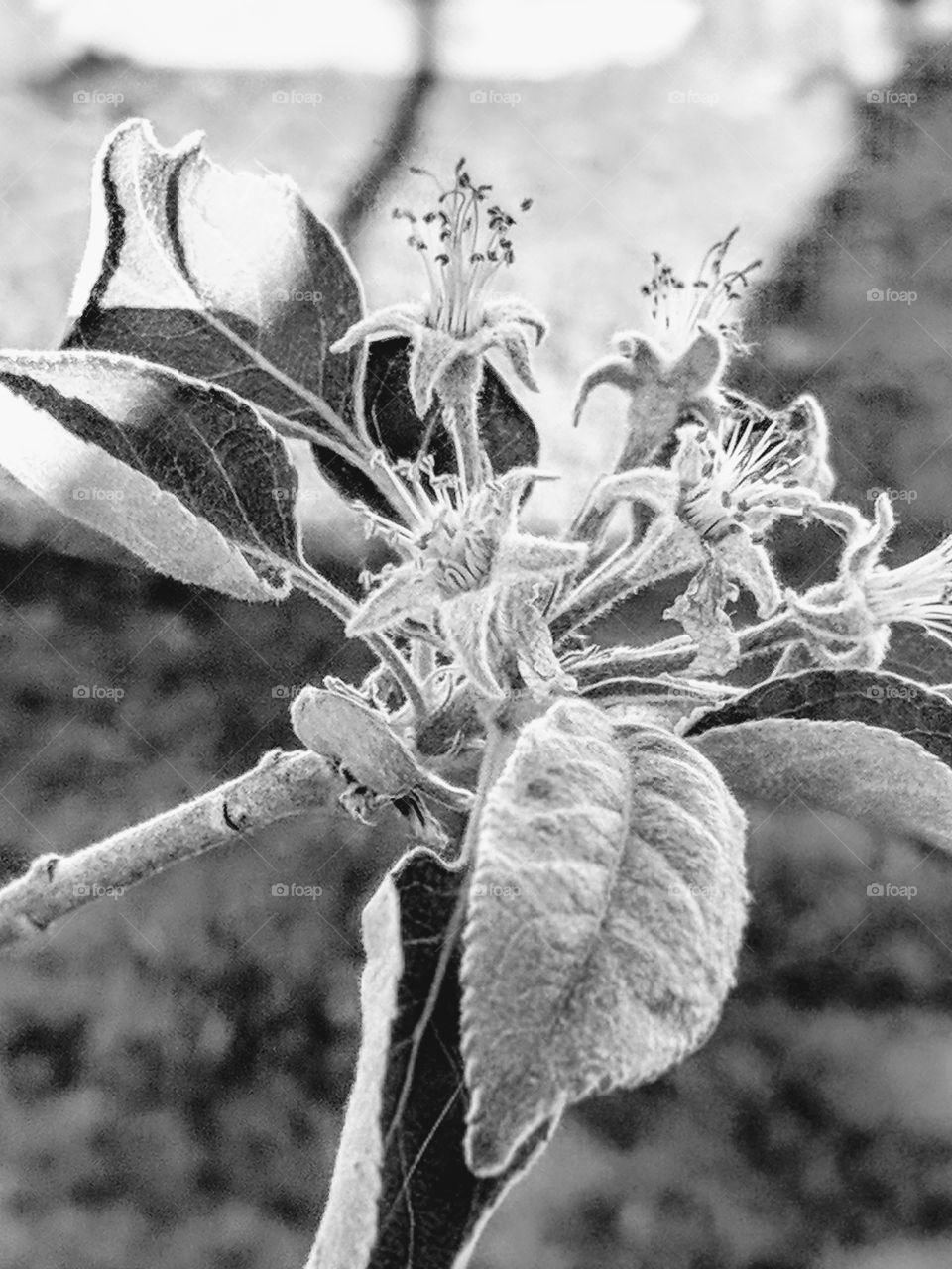 The start of fruiting