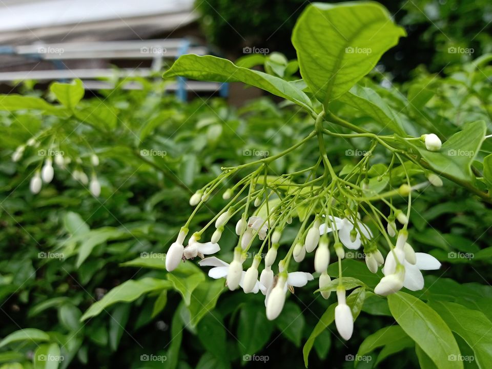 Jasmine Flowers