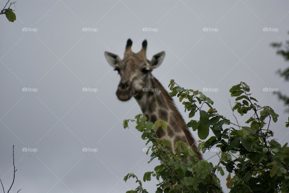 A giraffe 