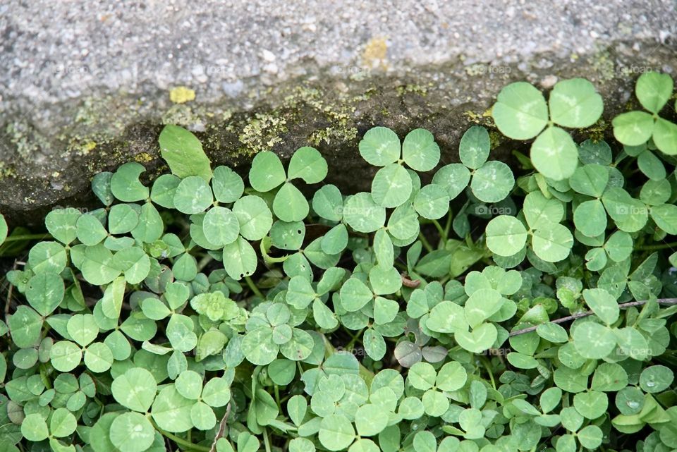 Shamrocks by the fire pit