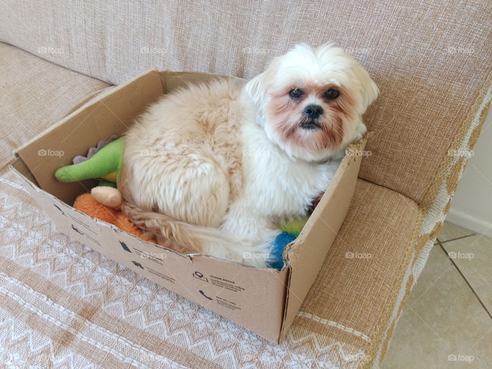 Dog in a box