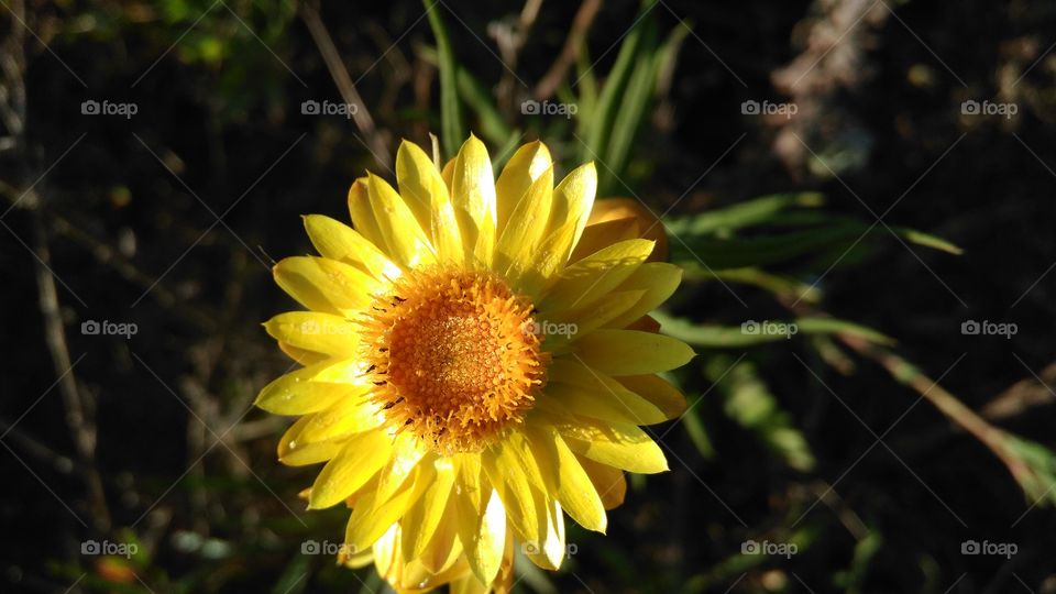 flower is small sunflower
