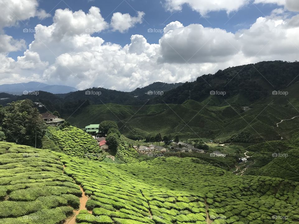 in tanah rata cameron hightland.. tea plantation 