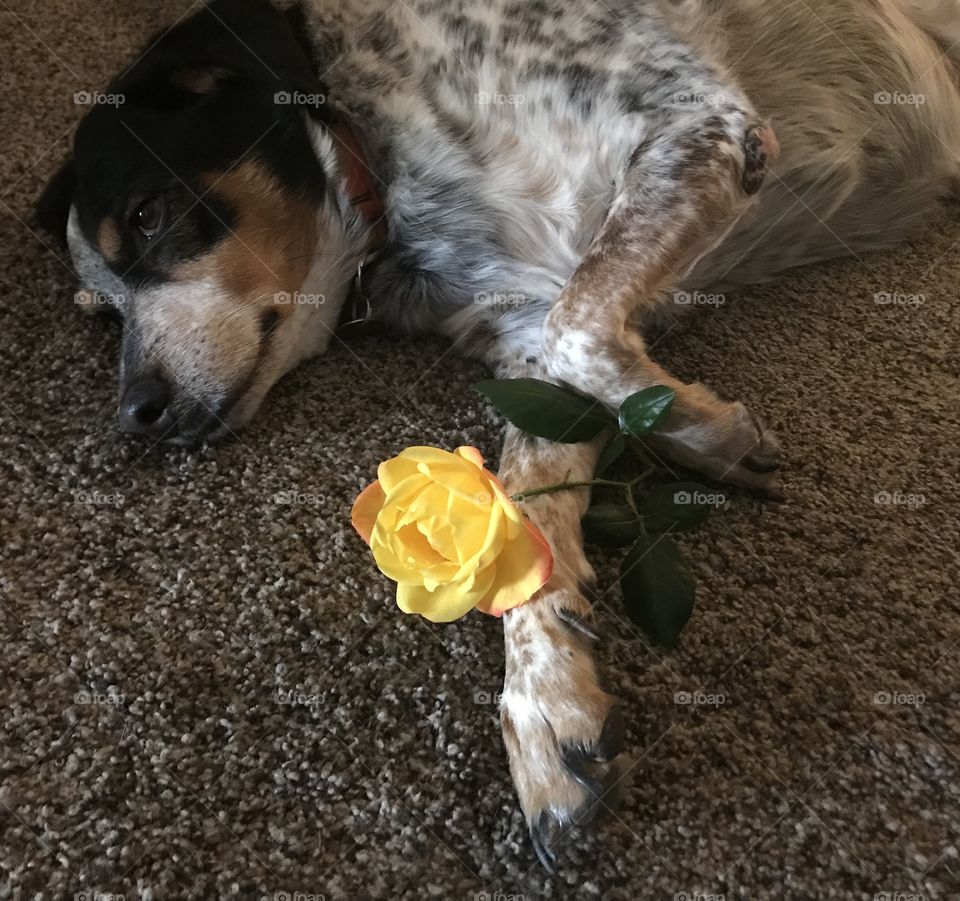 Blue tick hound dog mix and yellow rose 