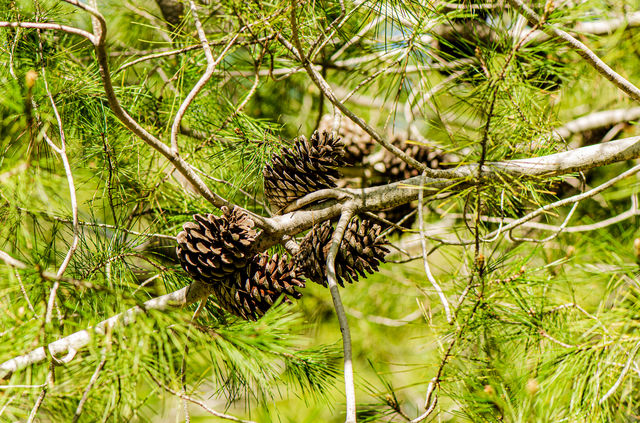 pinecone
