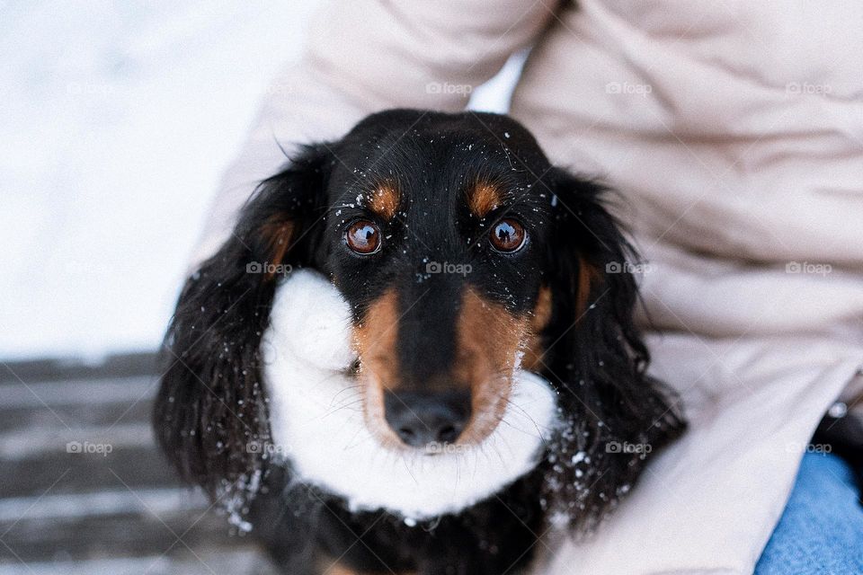 Close up portrait of black dachshund. Sad dog eyes