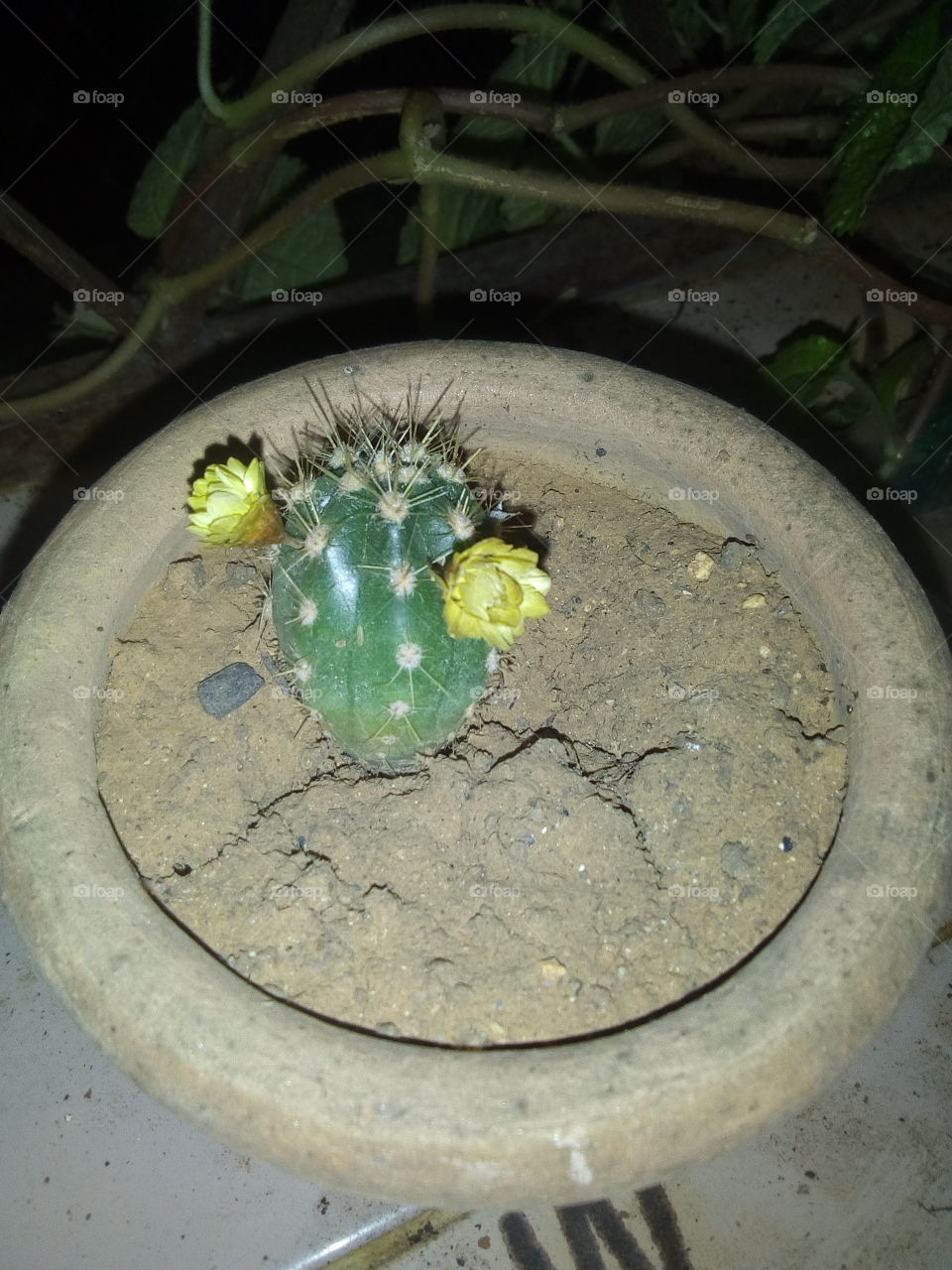 cactus