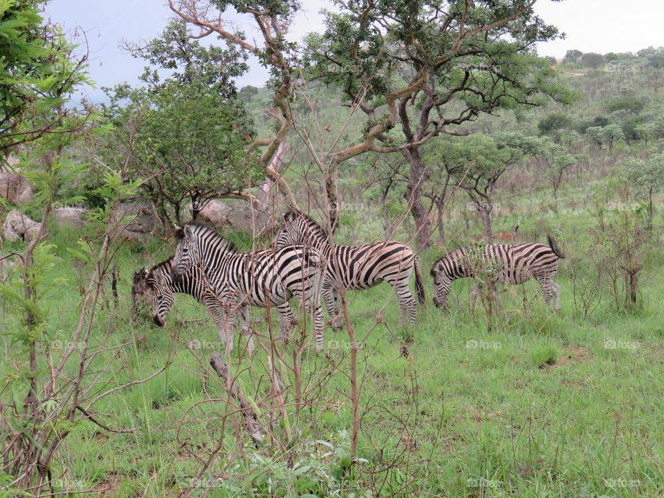 Herd of zebra in the pretoriuskop region of the Kruger national Park in South Africa