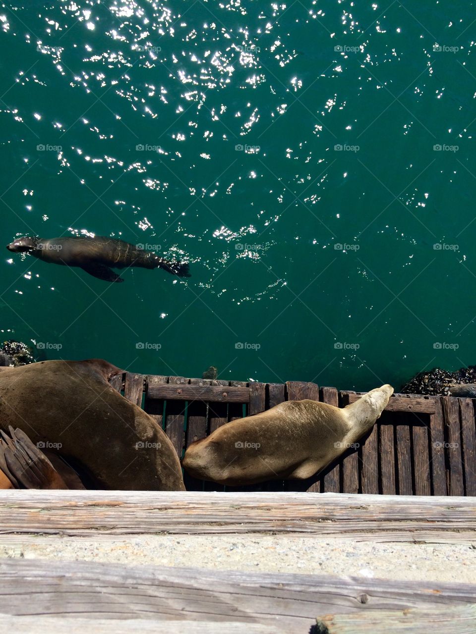 Seals . California 
