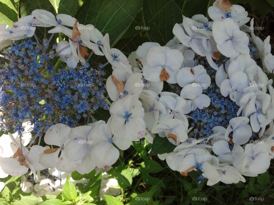 hydrangea