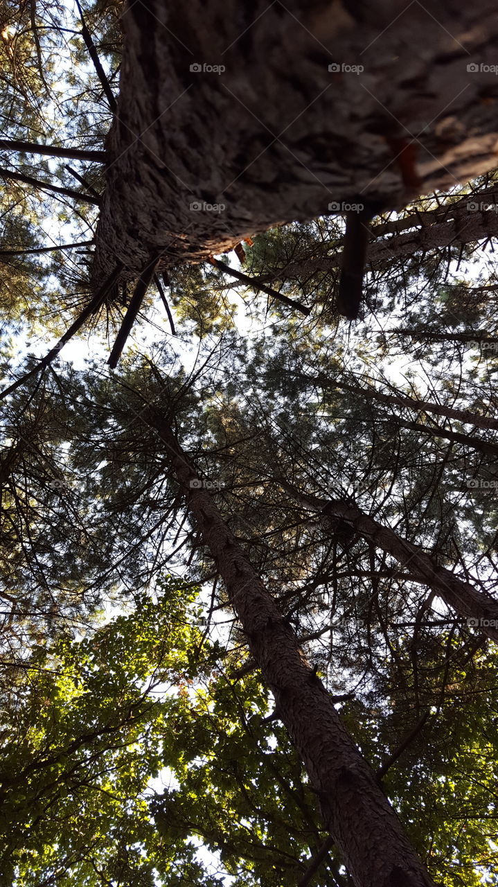 looking up pines