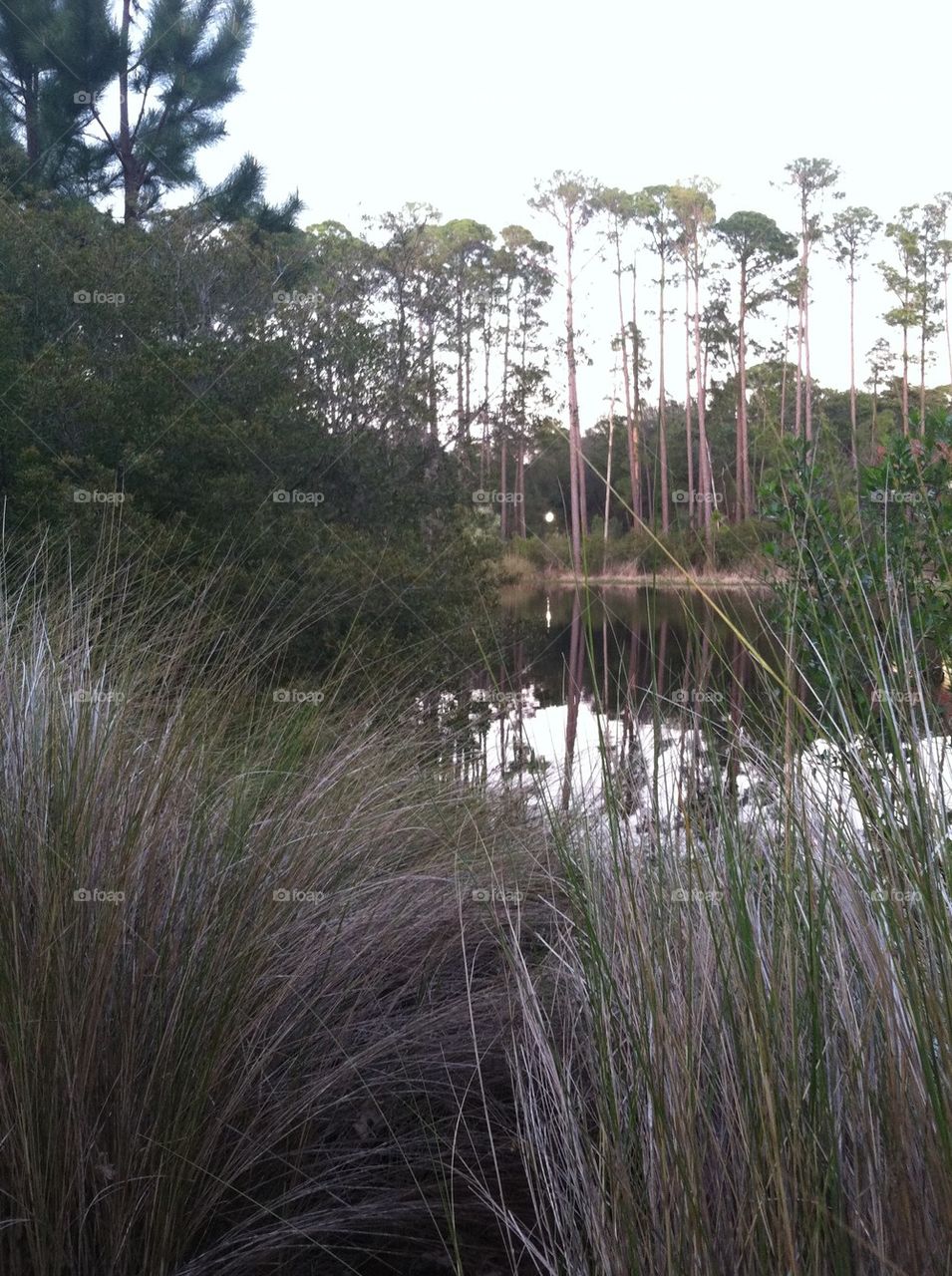 Pompass grass pond
