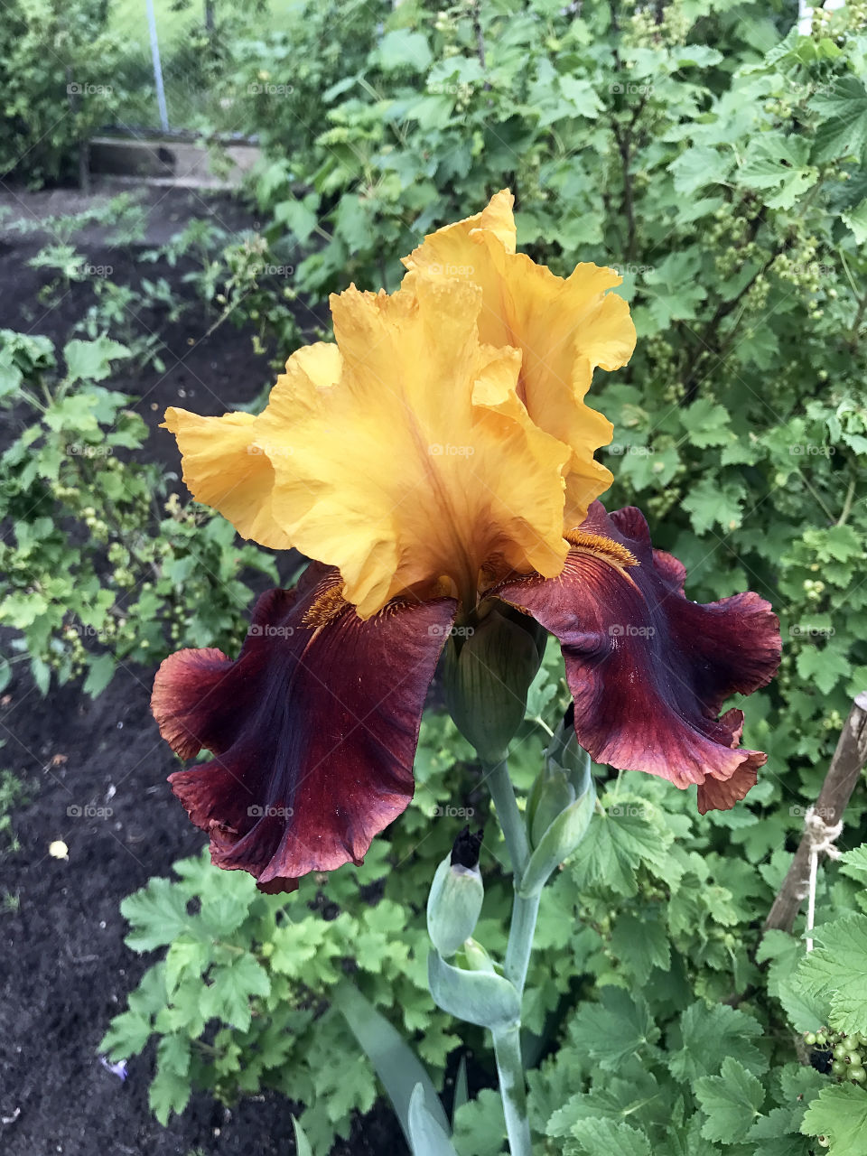 Iris 