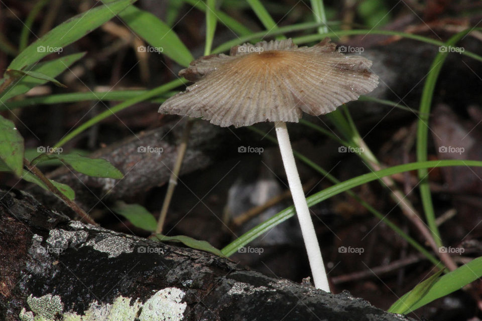 Fijian wild mushroom.