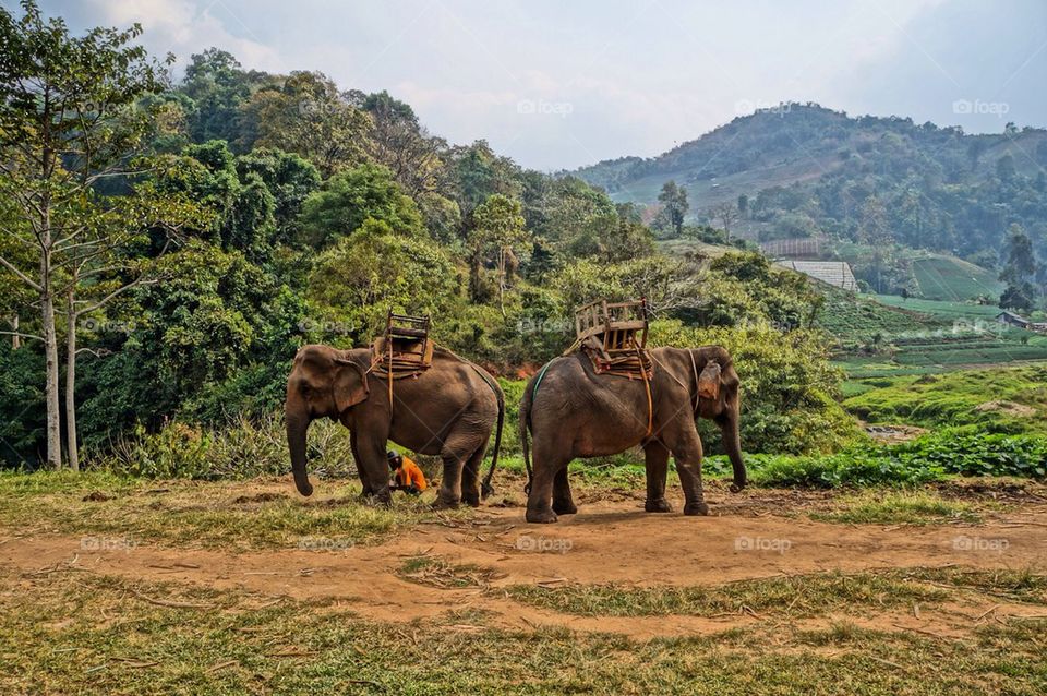 View of elephants in forest
