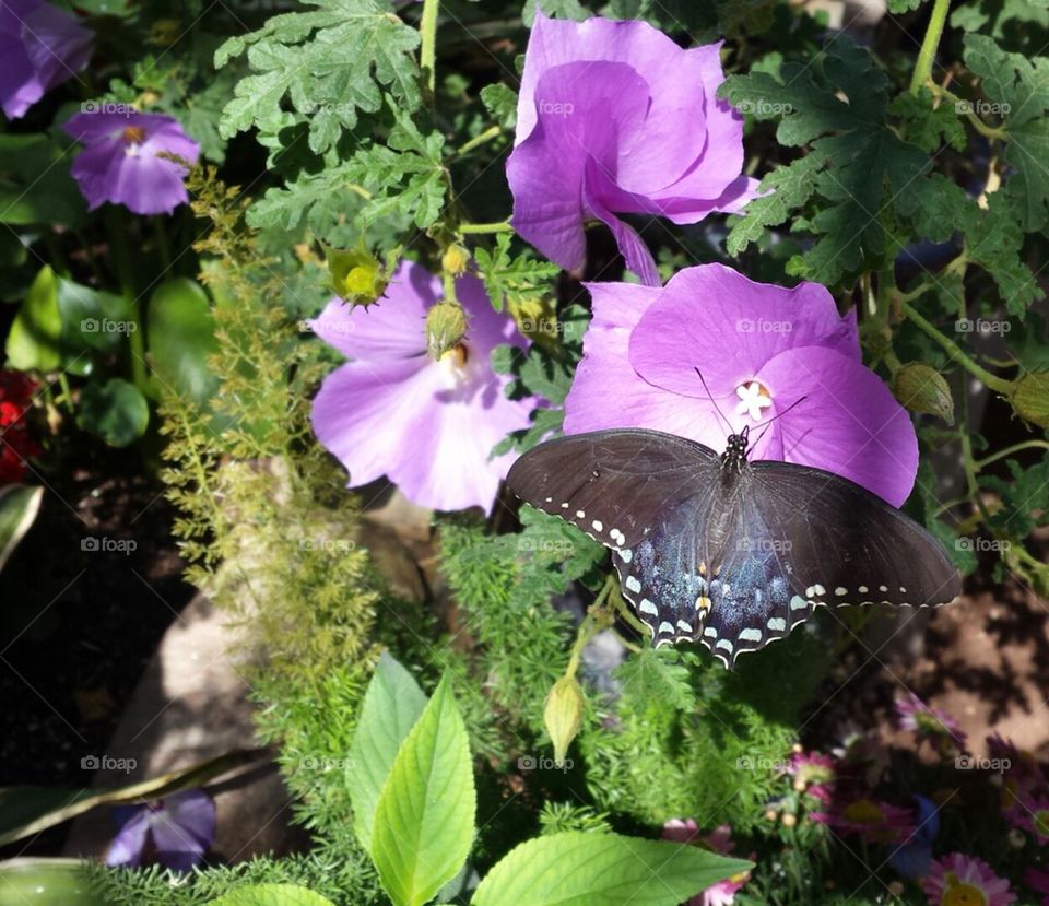 Pipevine Swallowtail