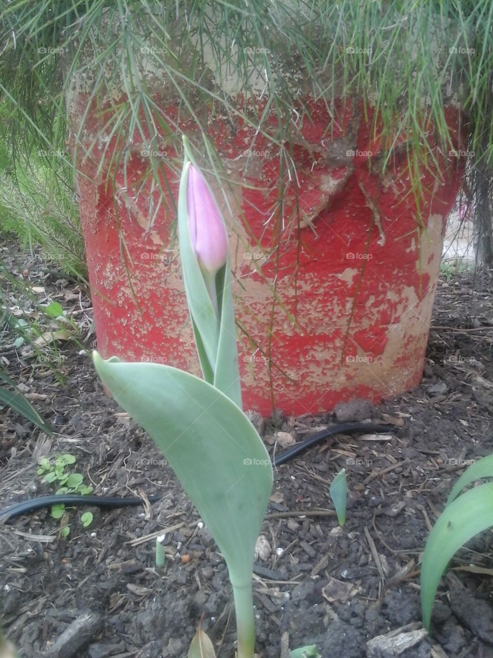 Tulip blossom 3