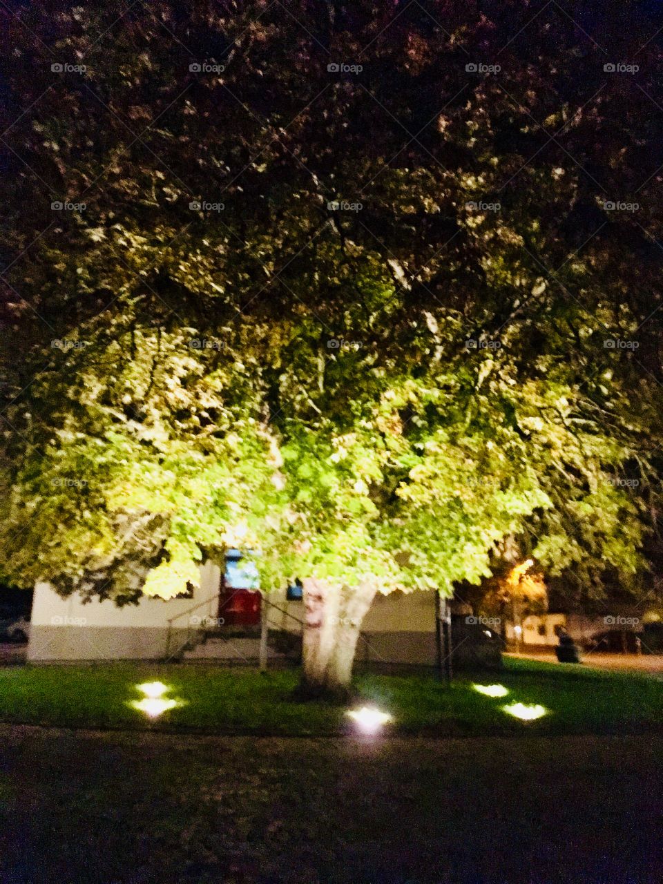 Tree on night 