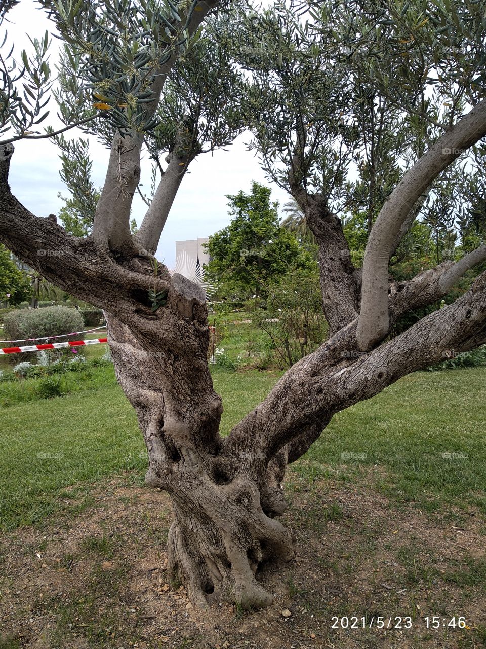 Árbol con ramas retorcidas