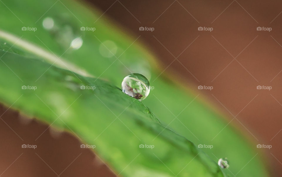 water beadlet on grass