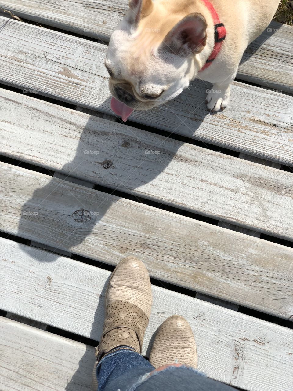 Standing on a Wooden Dock Looking Down at French Bulldog. Boots and Bulldog on Lakeside Dock.