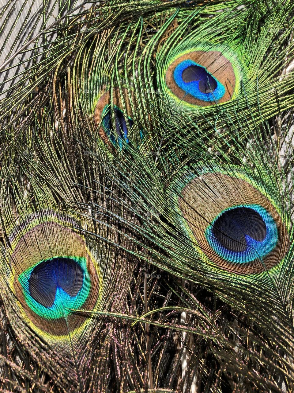 Peacock Feathers 