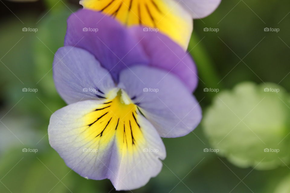 Close-up of a flower