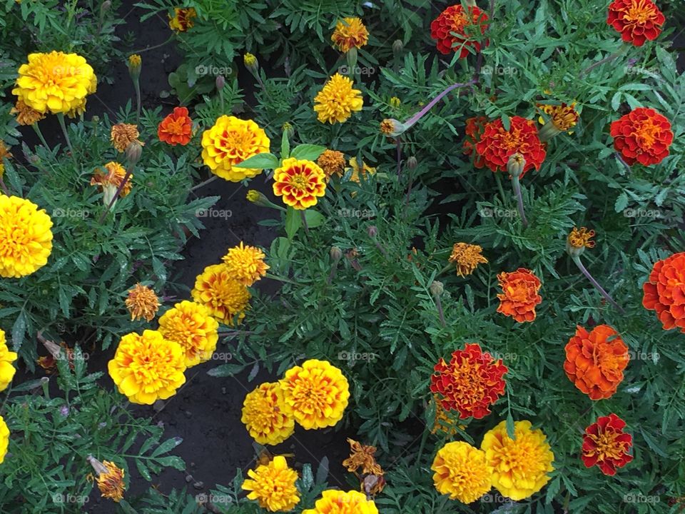 Tagetes