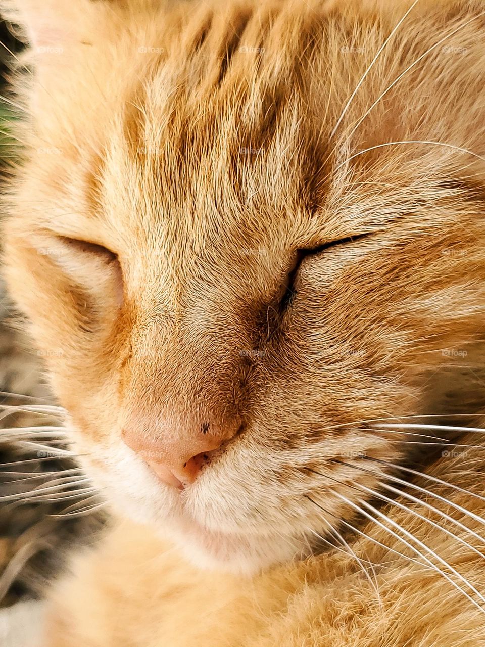 Portrait of a sleeping orange tabby cat.