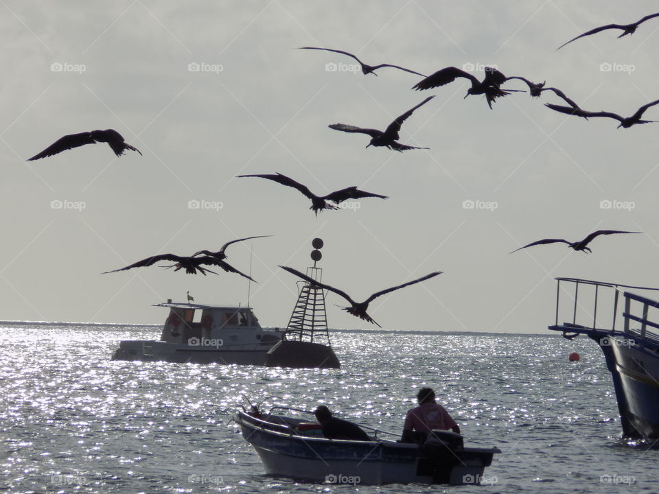 Birds in search of fishery leftovers. Praia do Porto - Fernando de Noronha, Pernambuco- Brazil.
