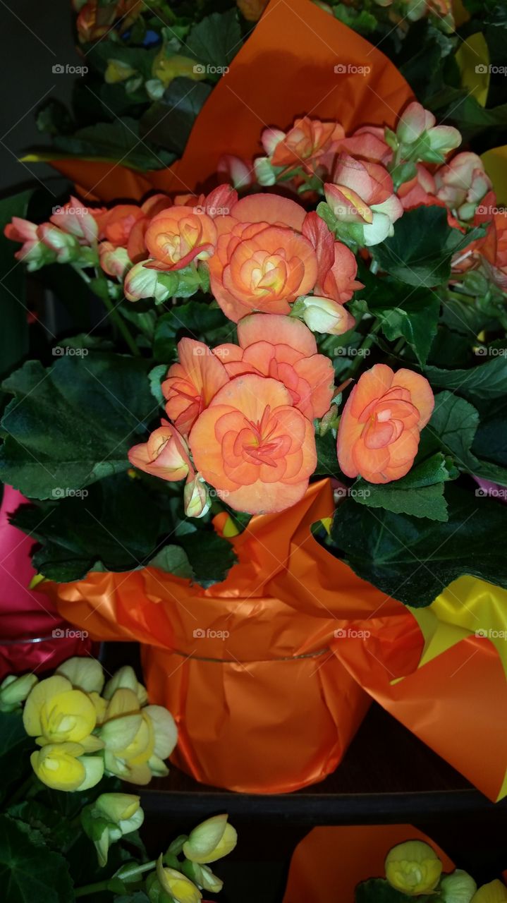orange flowers in the summer