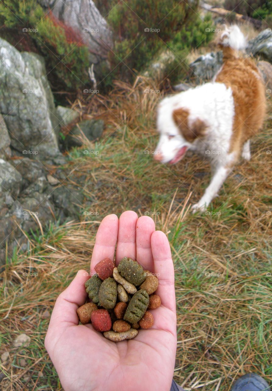 Human hand holding dog's food