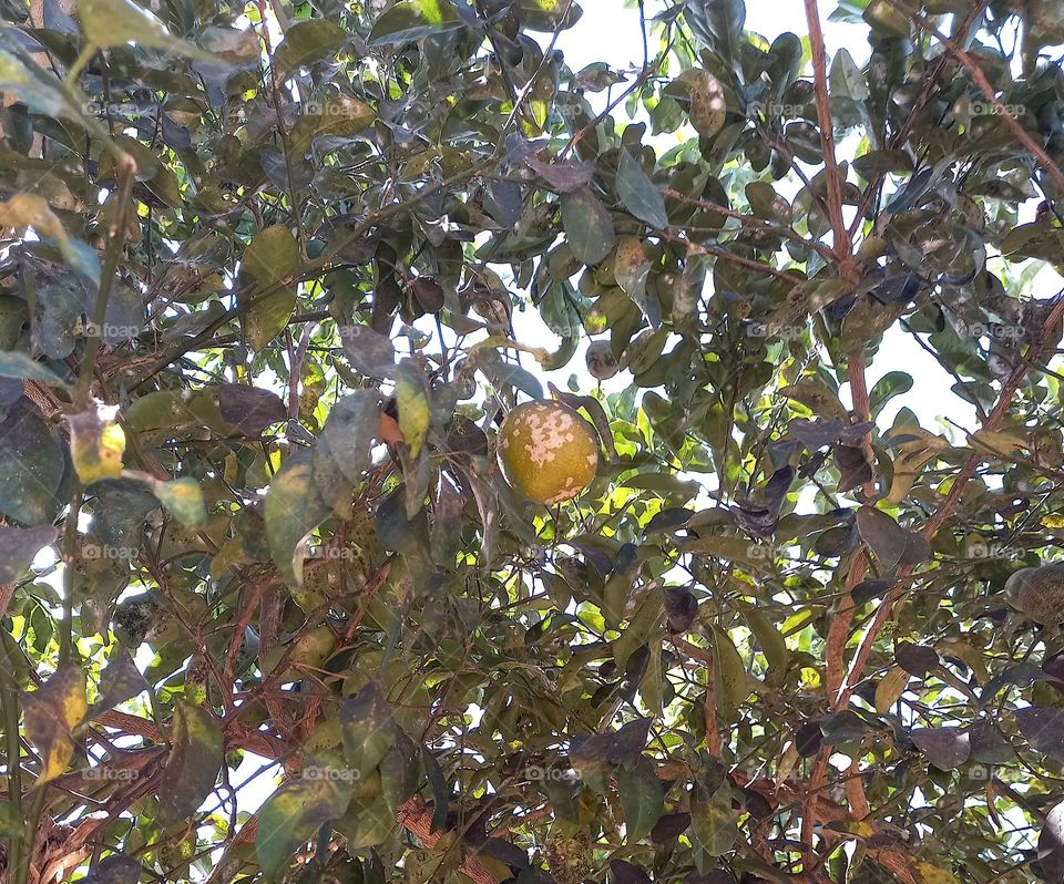 O pé de limão rosa.