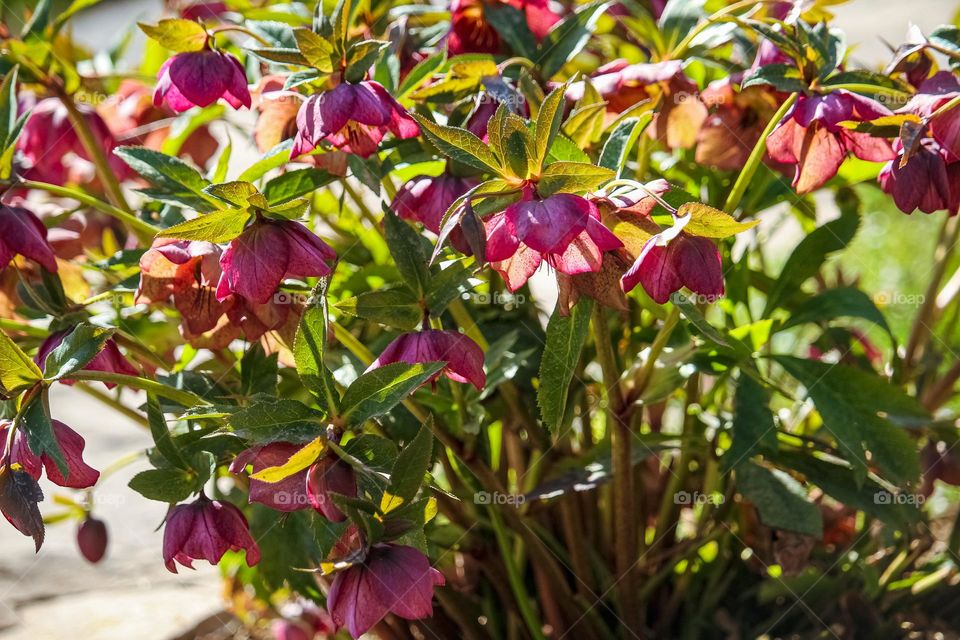 Spring purple flowers