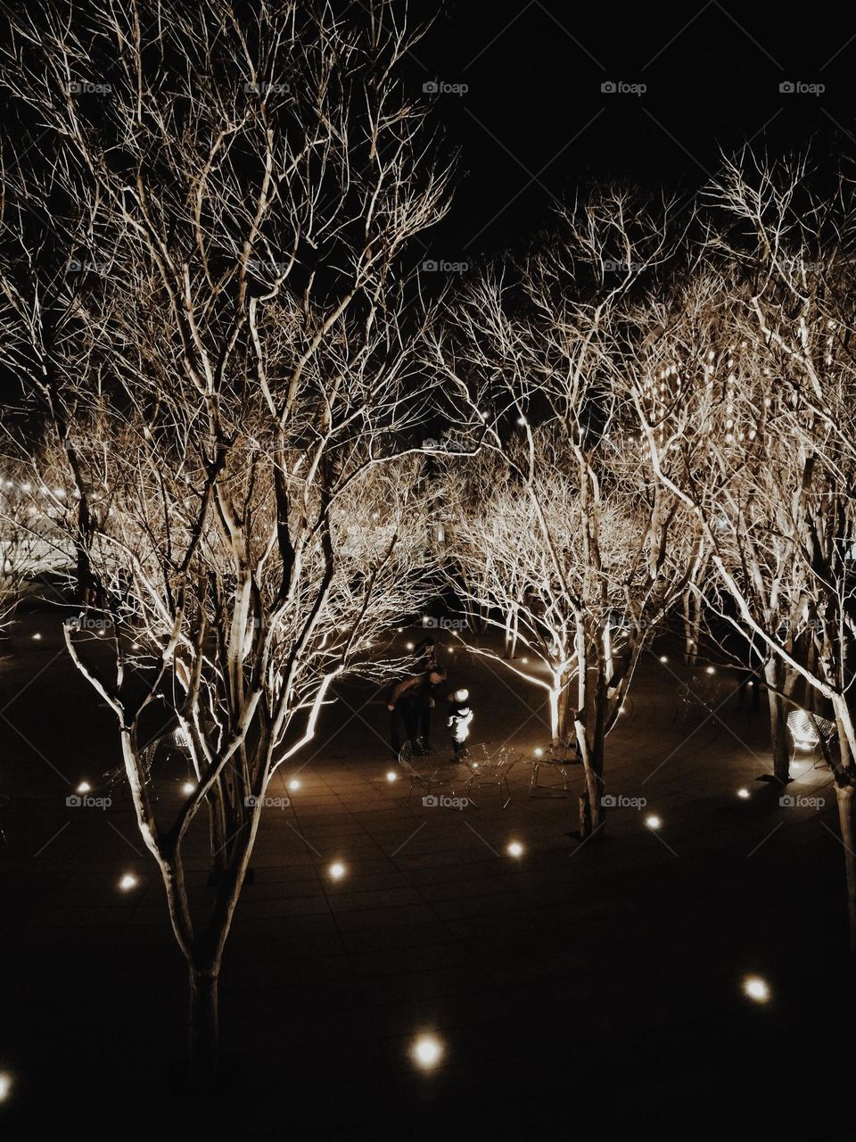 Bold winter trees in a night light 