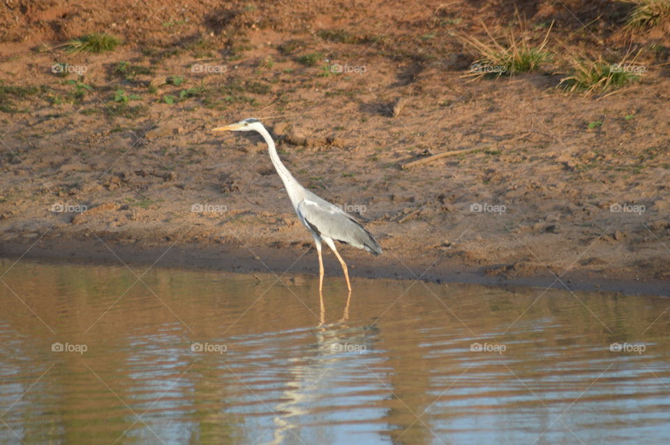 Yala national park 