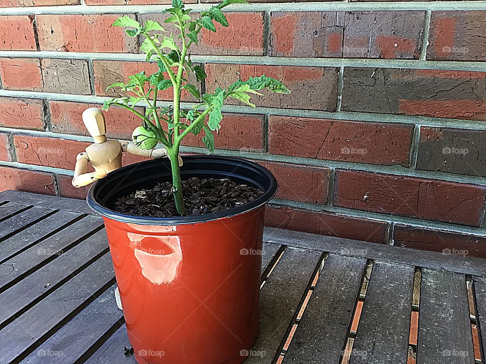 Crazy plant people wooden man cultivating the tomato plant