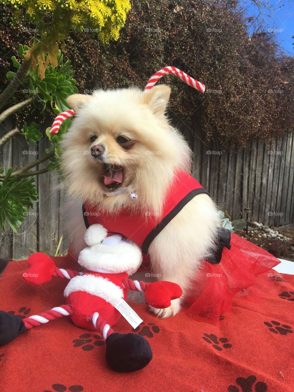 Happy Little Pom with Christmas Clothes in Melbourne City Australia 