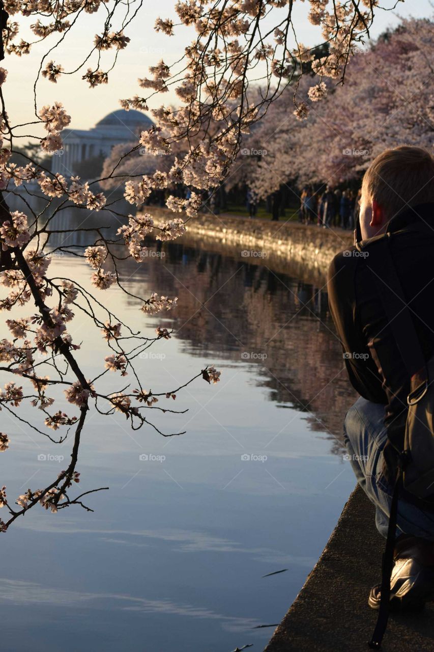 Photographing Cherry Blossoms