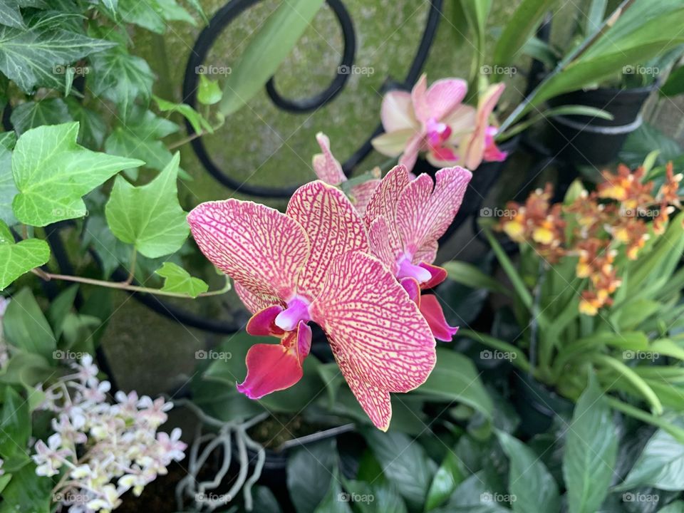 Orchid - Longwood Gardens – Pennsylvania