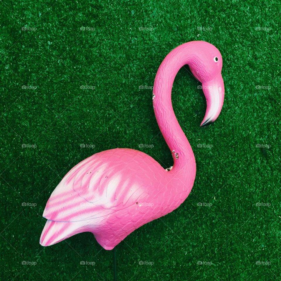 The flamingo 