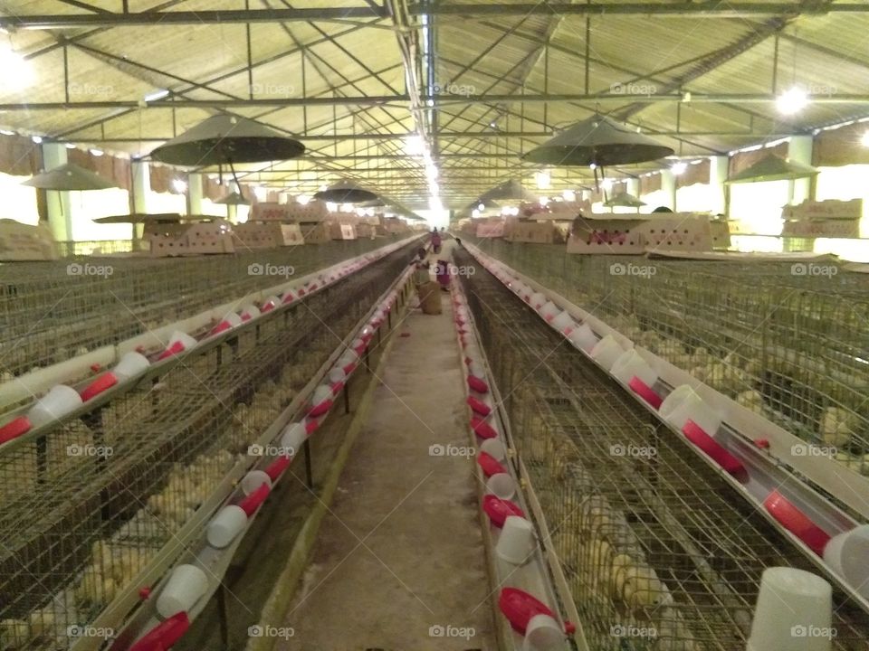 brooding management in poultry