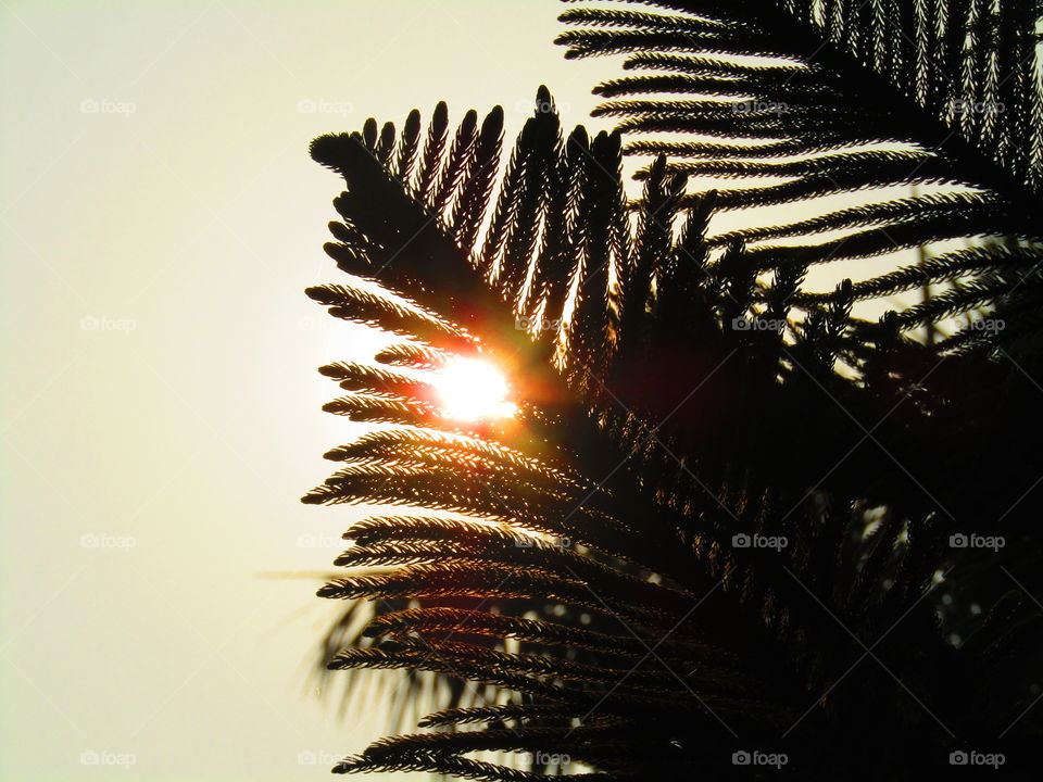 Beautiful sunset through trees or leaves with beautiful background