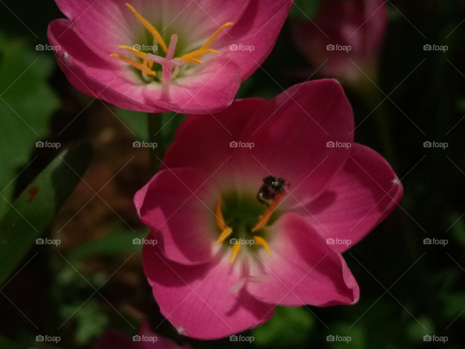 Honey  bee on flower