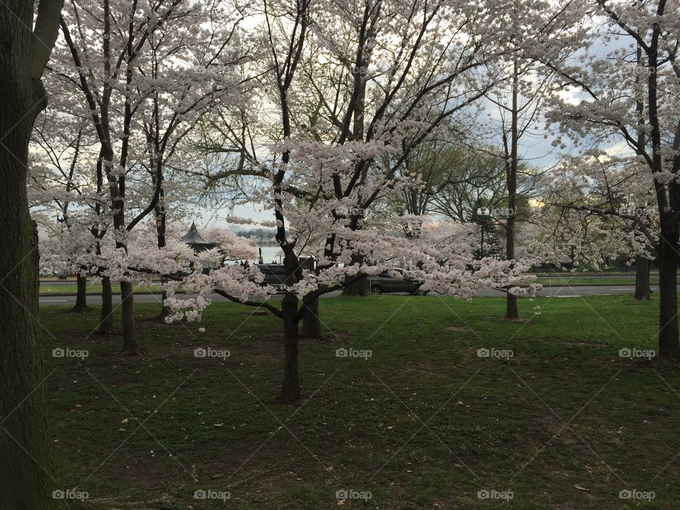 Cherry blossom tree. Small cherry blossom tree among the bigger trees.