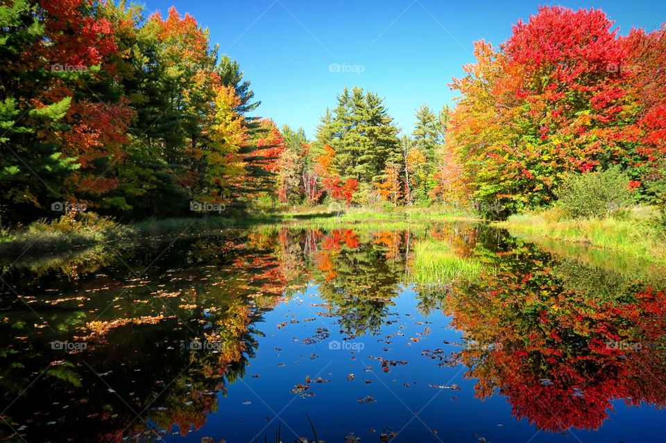 Water with reflection of fall foliage 
